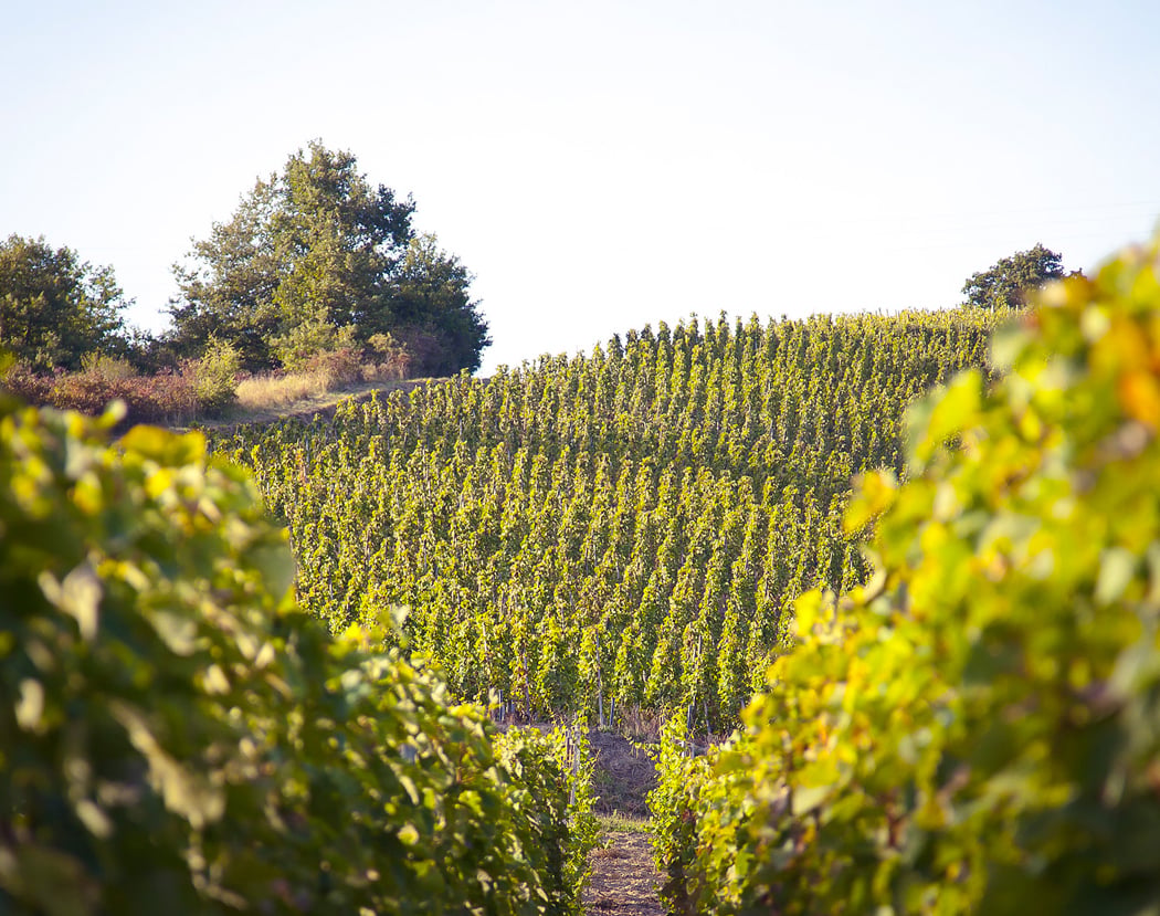 Cave La Pléiade Des Vins 1