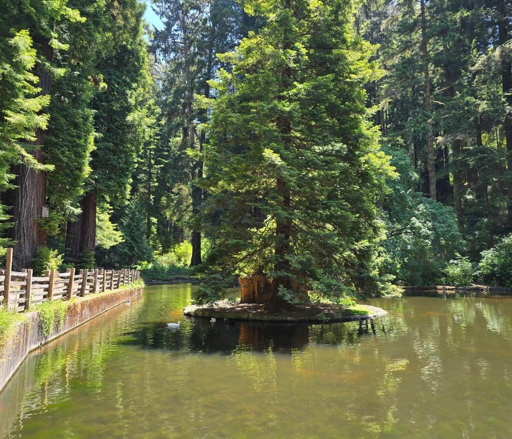 Sequoia Park 2
