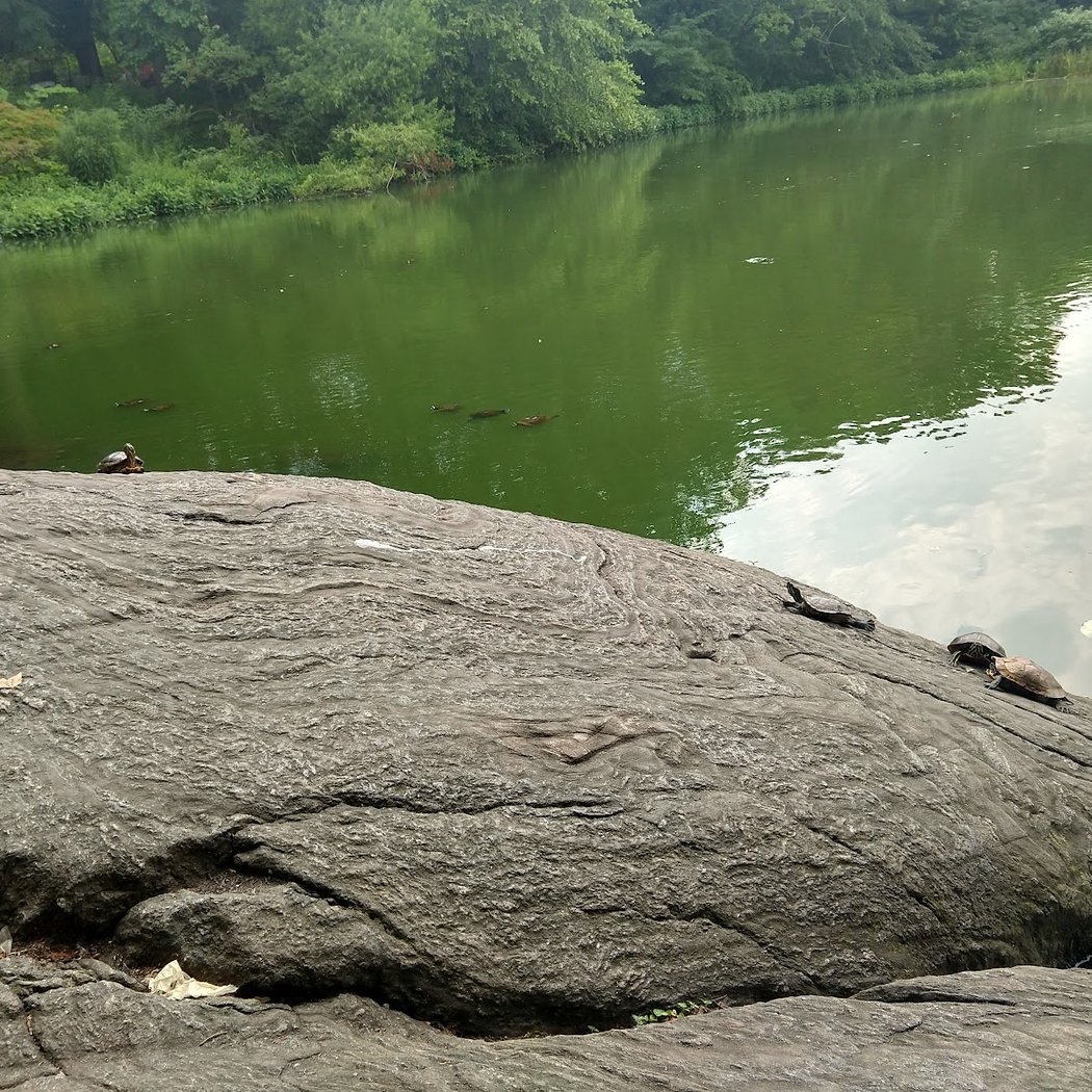 The Central Park Turtle Pond 2