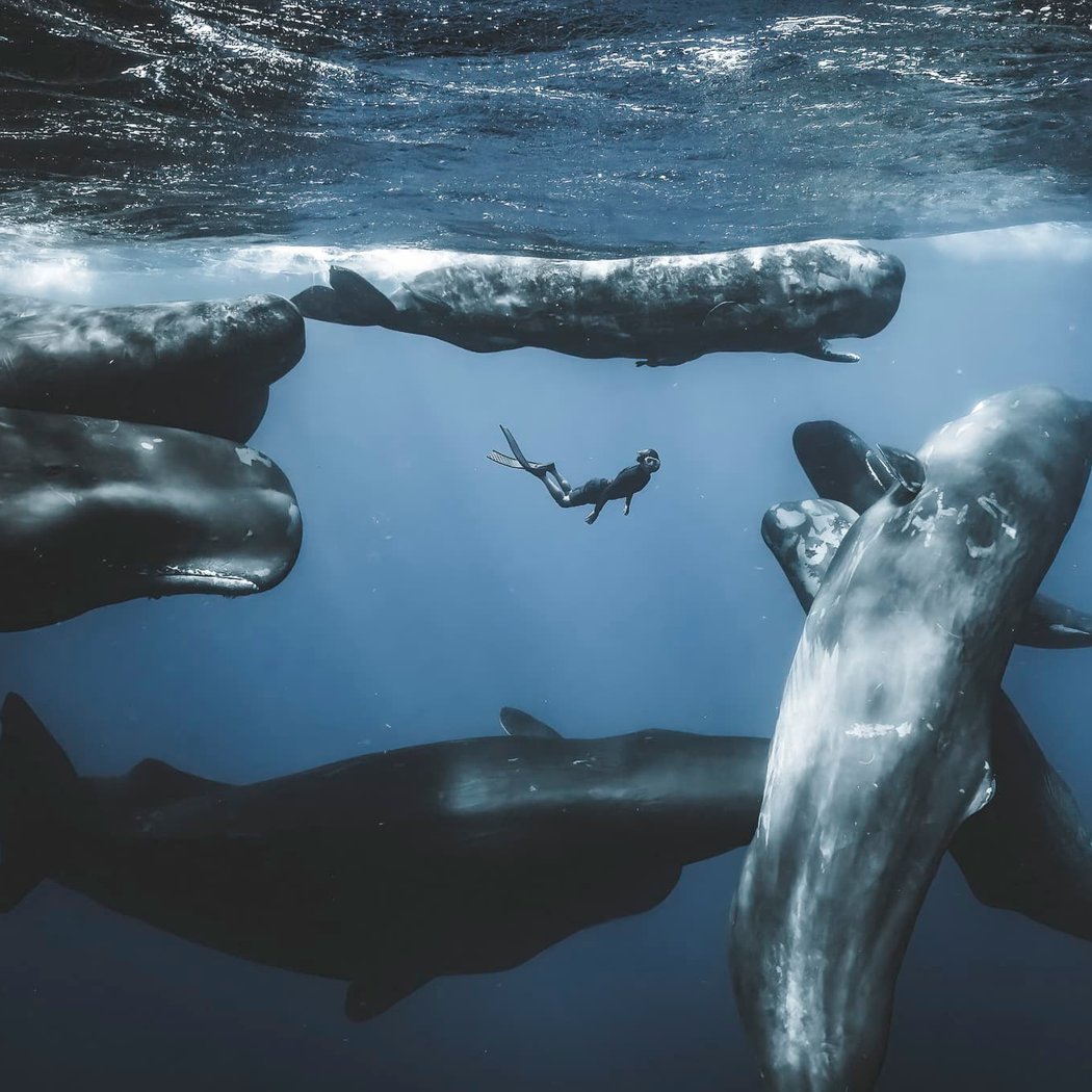 The Wildlife Odyssey