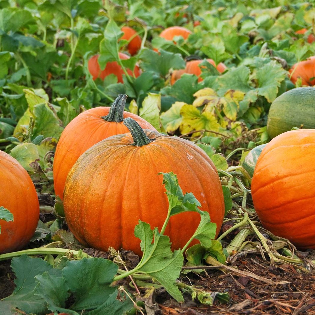 WonderKids Weekend Edition: Pumpkins!