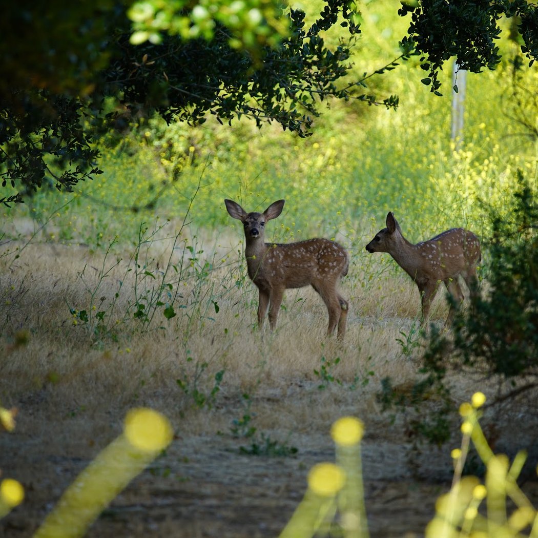 Restoration and Birding at McClellan Ranch 1