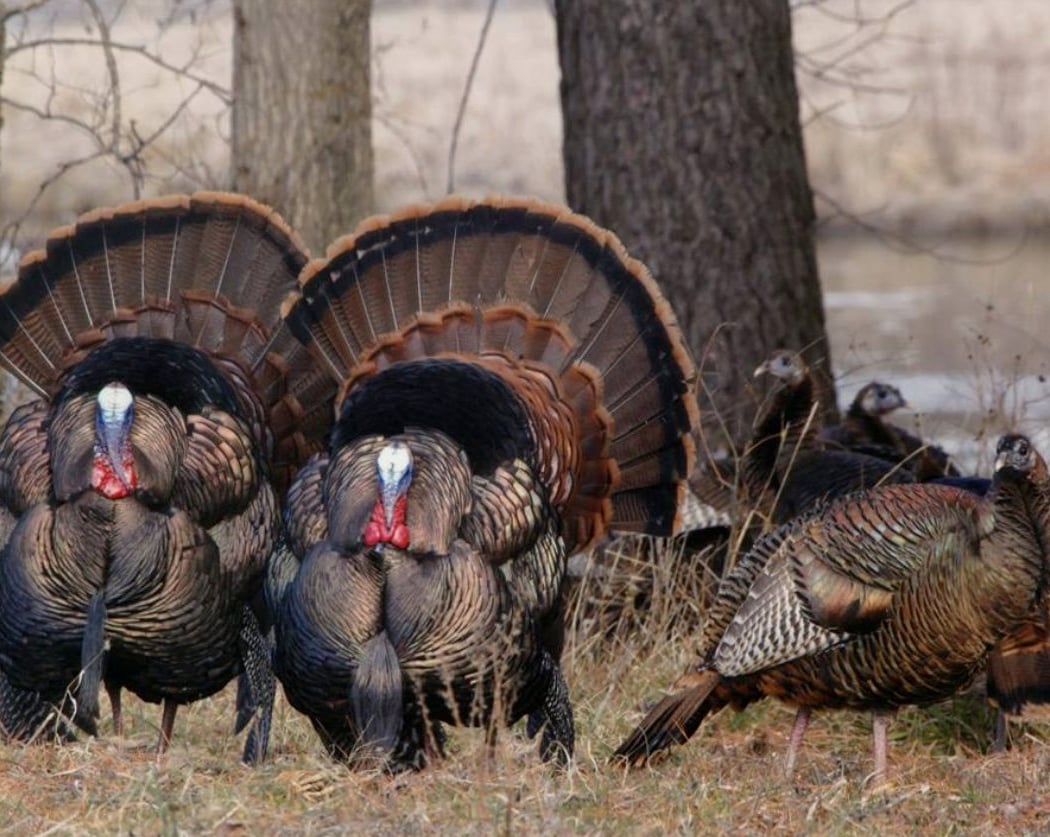 Turkey Tales 1