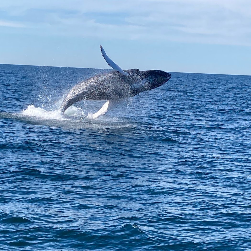 Dolphin Fleet Whale Watch 1