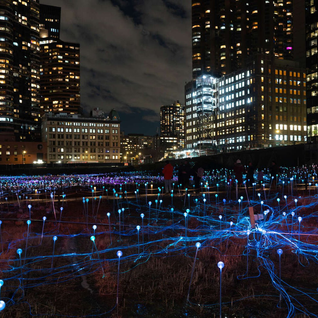 Field Of Light 3