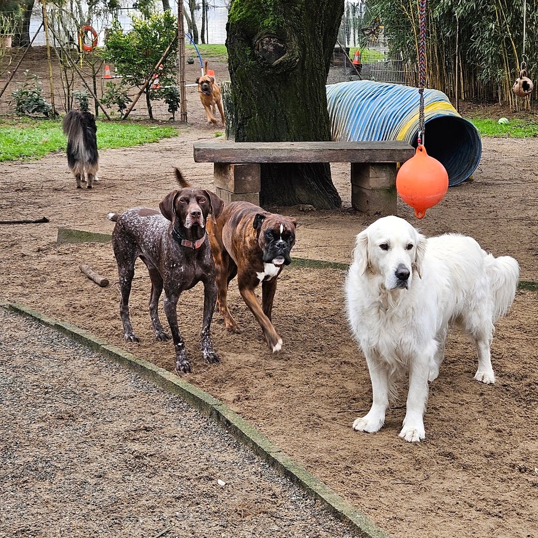 Soph and Dogs 3