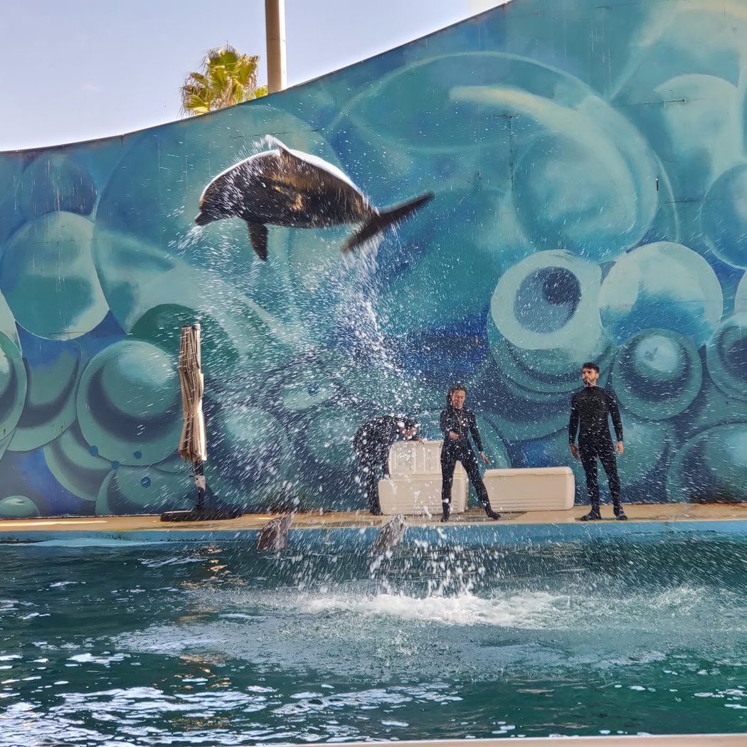 Dolphin Harbor 1