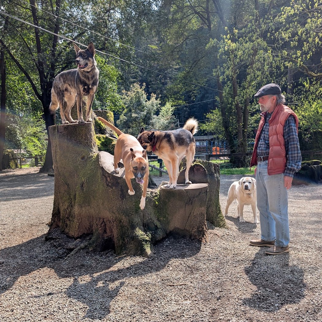 Bruno Farnocchia Dog Park 1