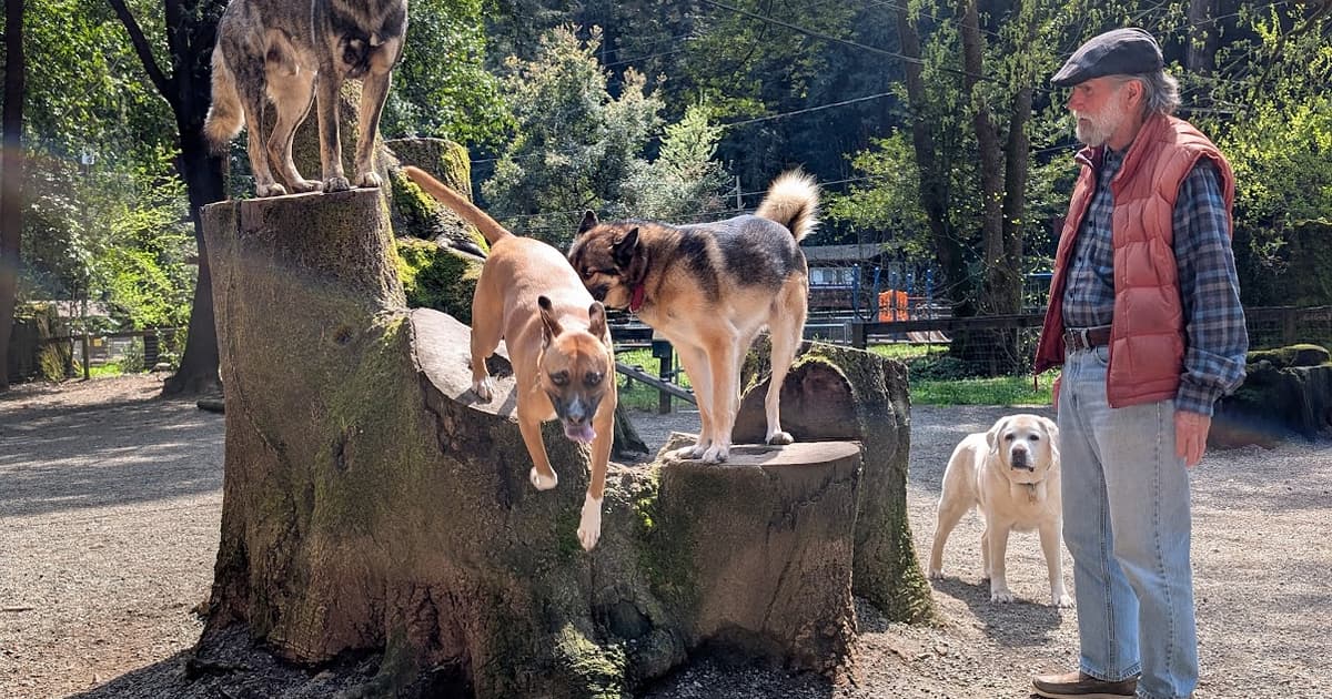 Bruno Farnocchia Dog Park