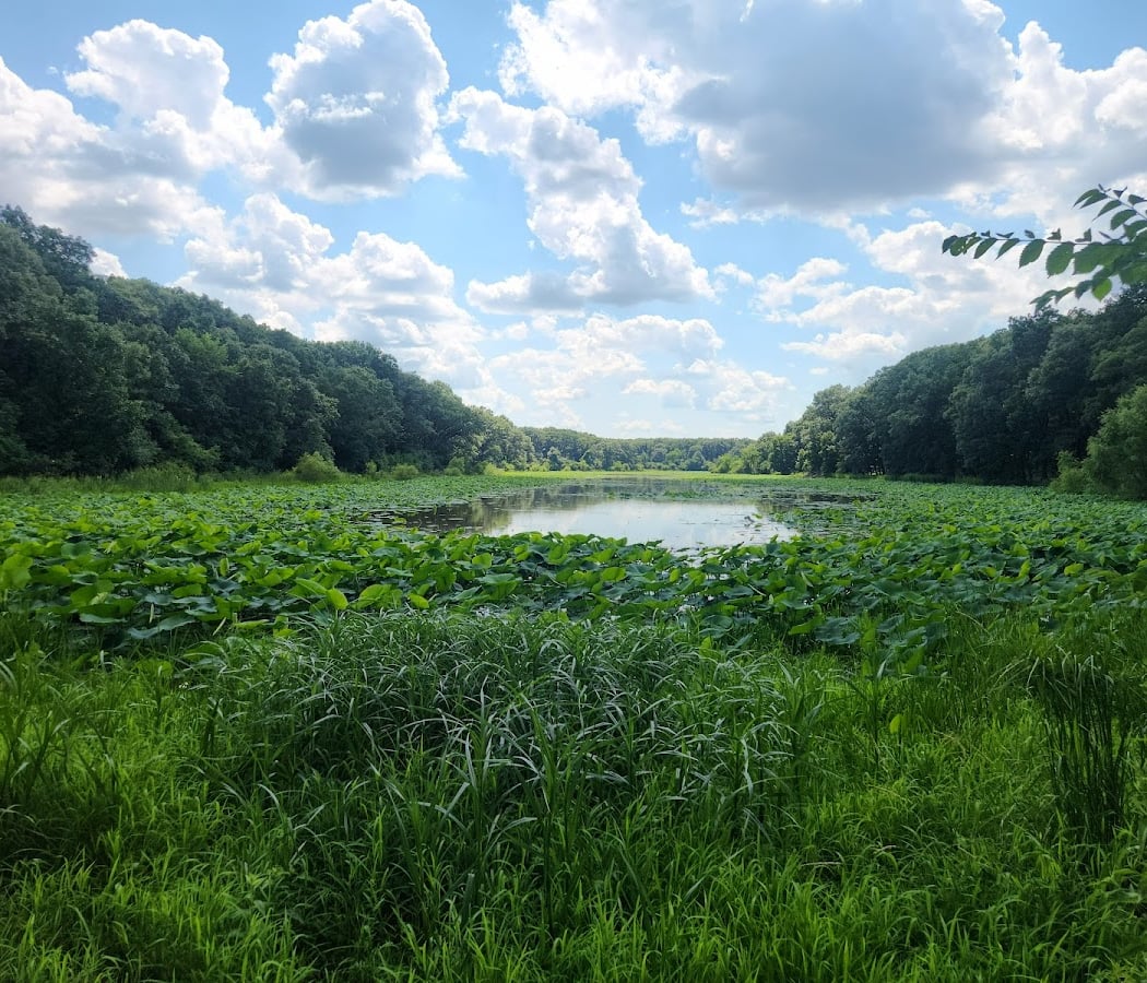 Red Gate Woods 1