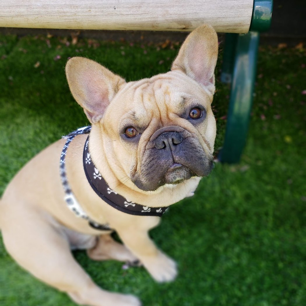 Hart's Dog Park 1