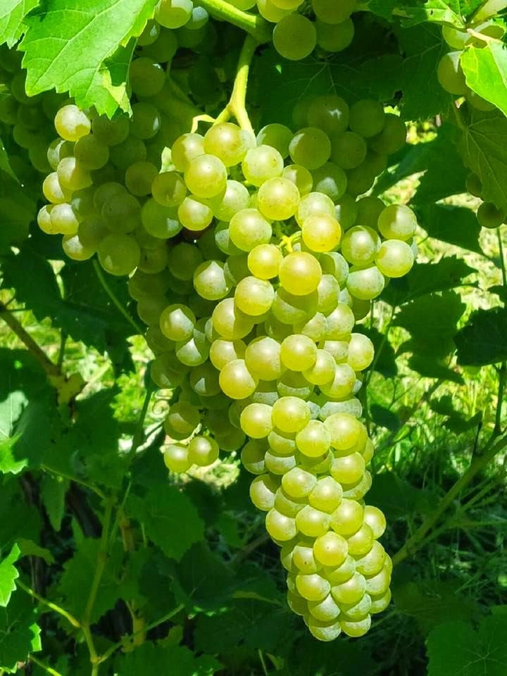 Hopkins Vineyard 4