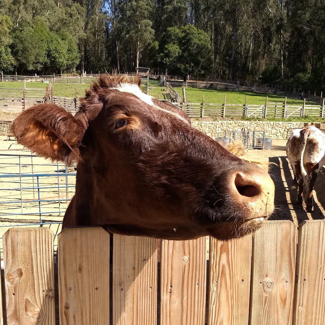 Goodnight Farm 1