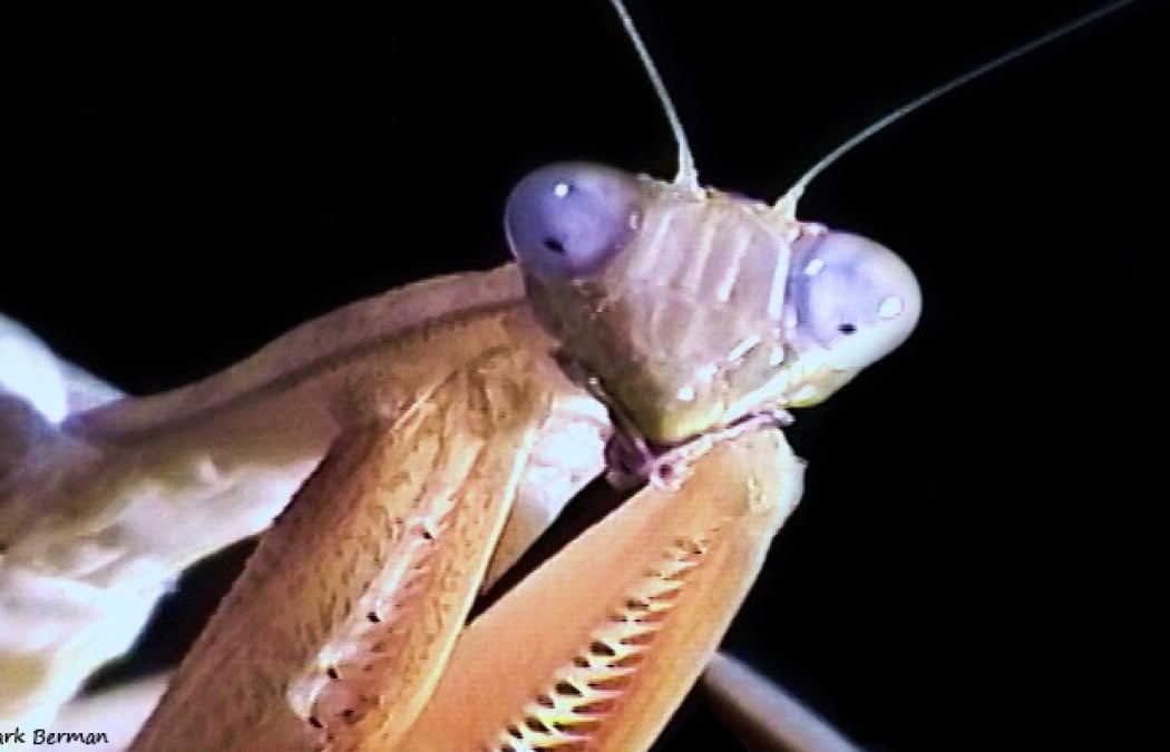 Bug Day 2