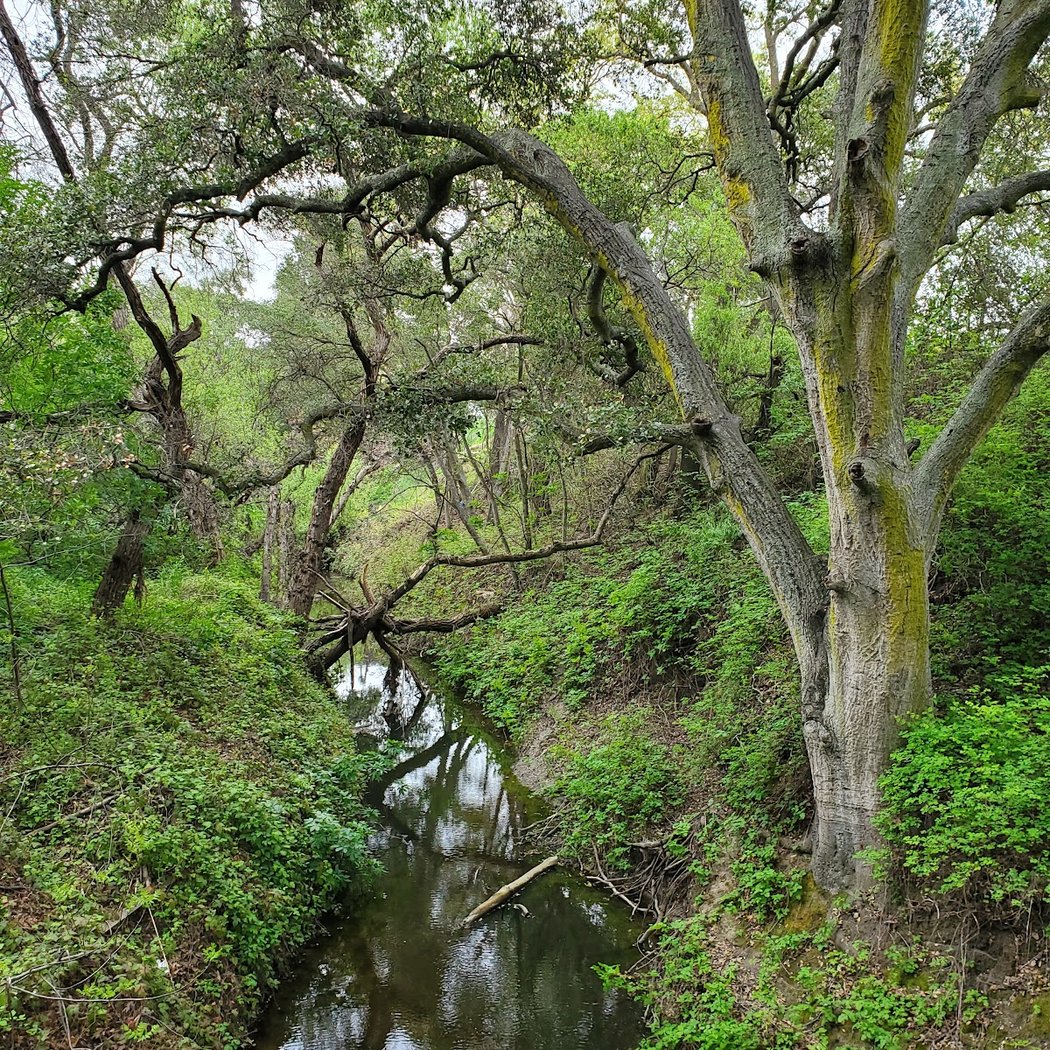 Tassajara Creek Regional Park 1