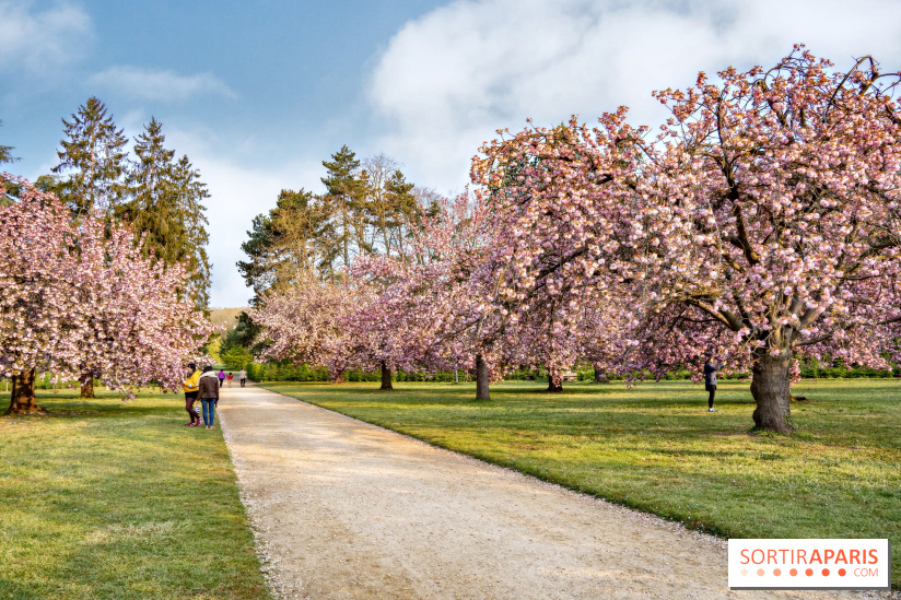 Hanami, la fête des cerisiers en fleurs 1