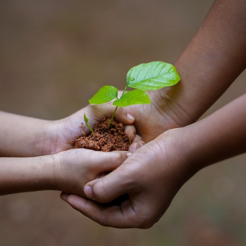 Little Wonders: We Take Care of Nature 1