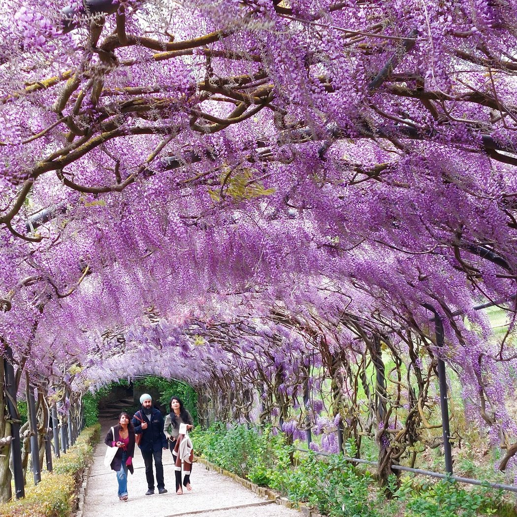 Giardino Bardini 5