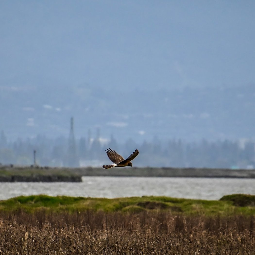 Alviso Slough Trail 2