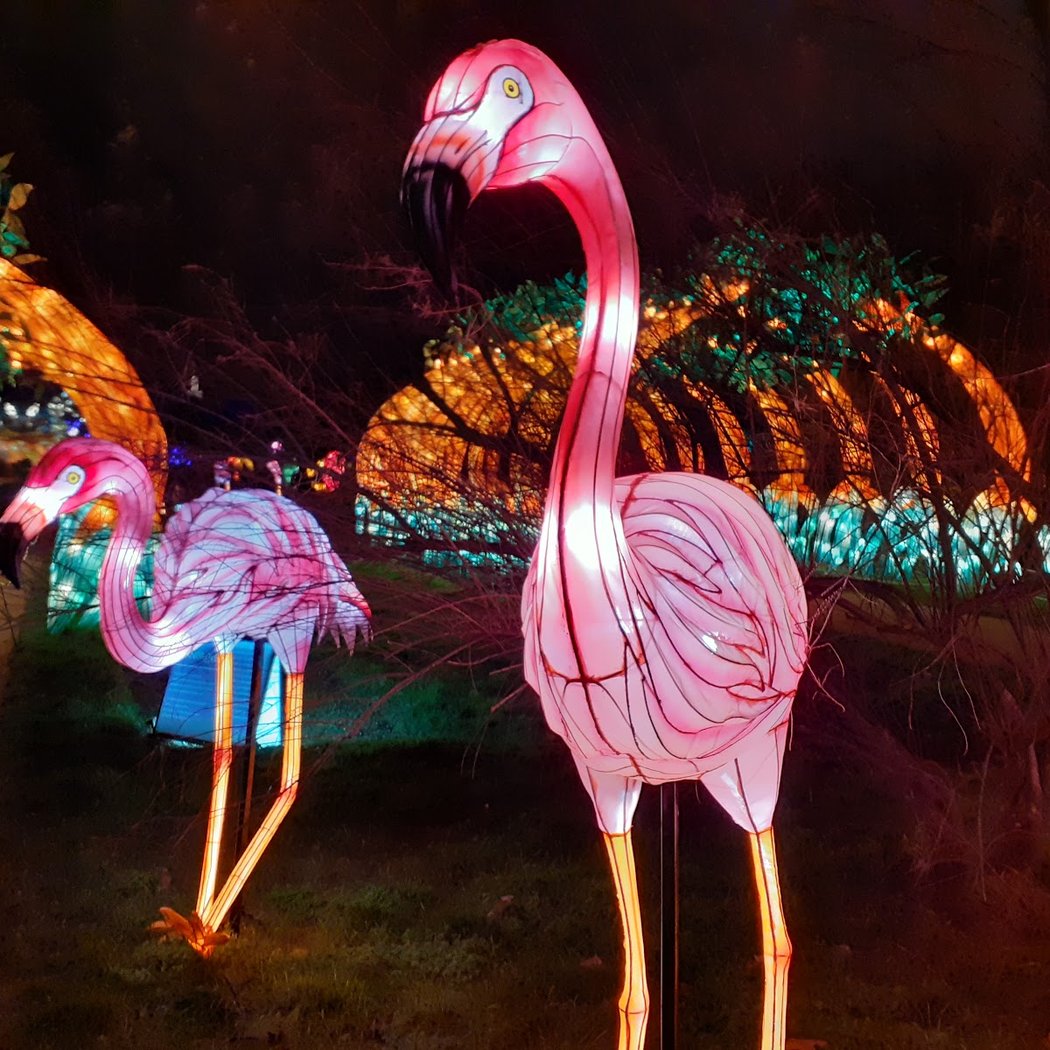Jungle en voie d’illumination 1