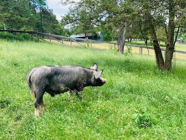 Catskill Animal Sanctuary 3