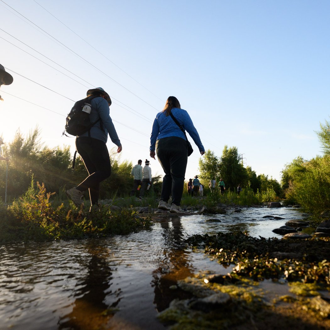 Santa Cruz River Willow Forest Survey