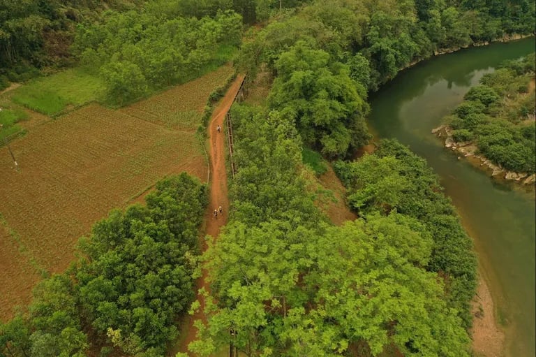 Cuc Phuong Jungle Paths 1