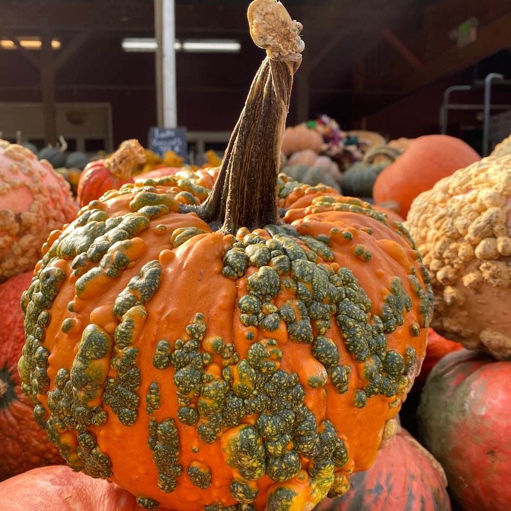 Westchester Greenhouses & Farm 3