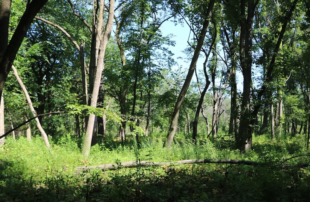 Eggers Grove Bird Walk 2