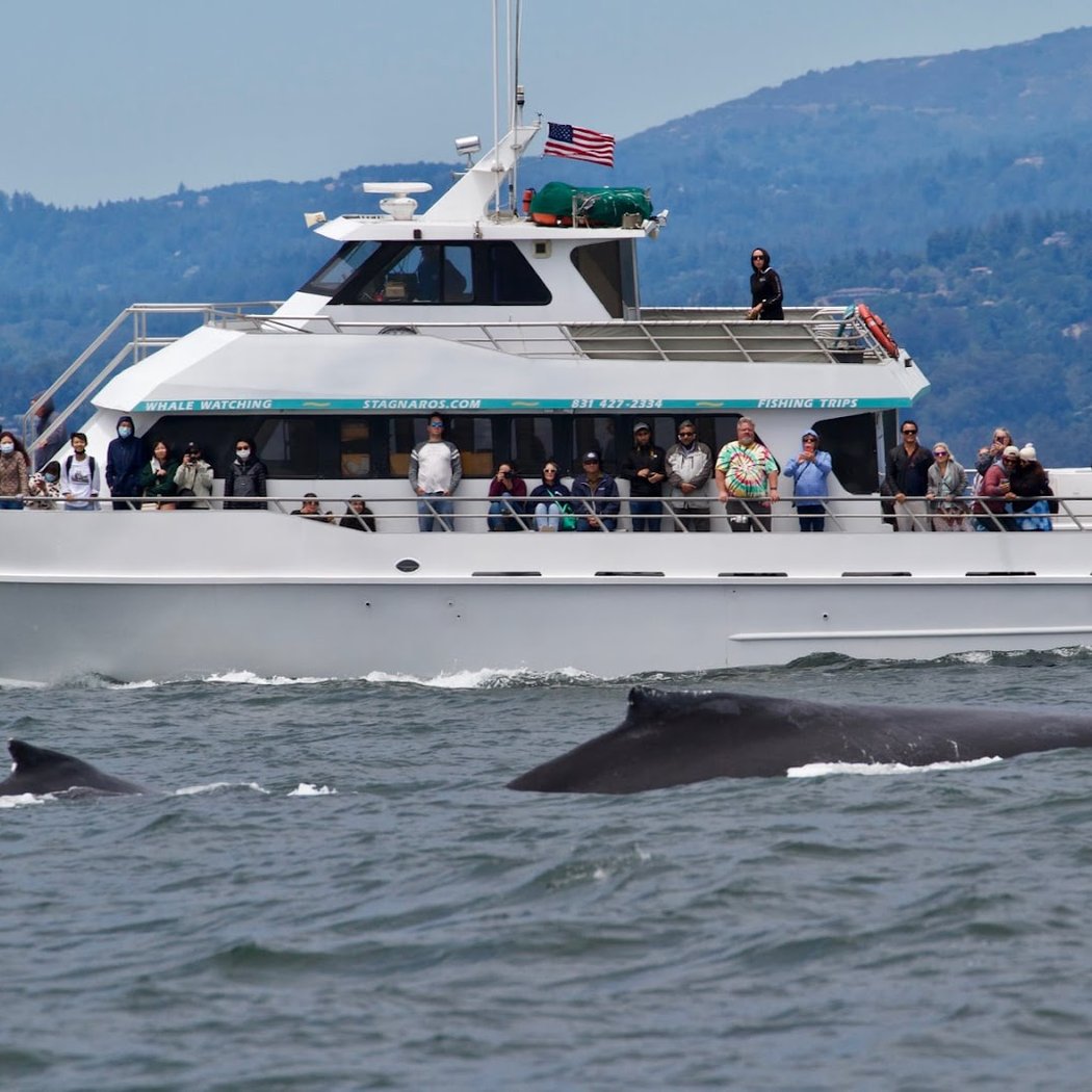Santa Cruz Whale Watching 2
