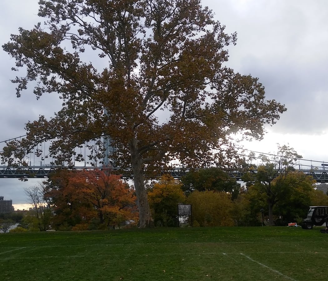 Randall’s Island Field #62 3