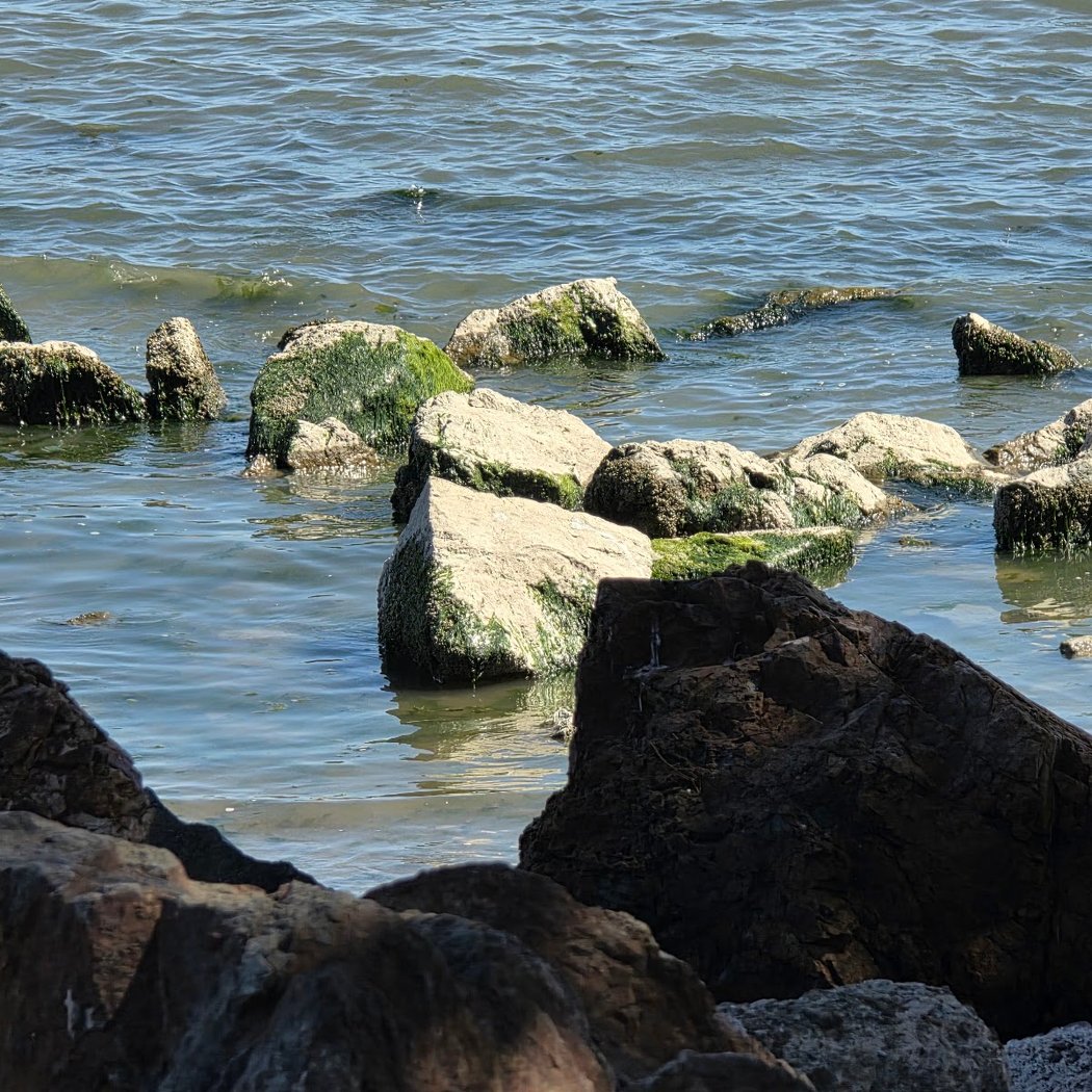 Fish Feeding Viewing 4