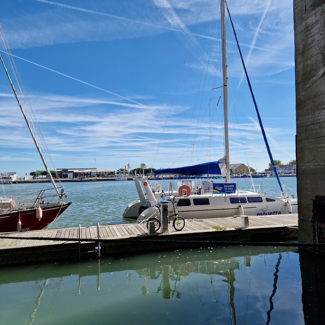 mouette and sea 2