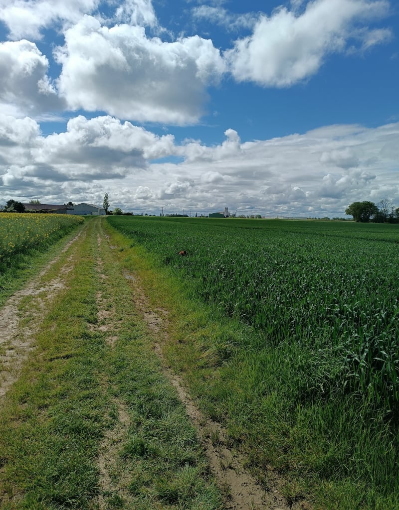La Forêt d'Ivry 2