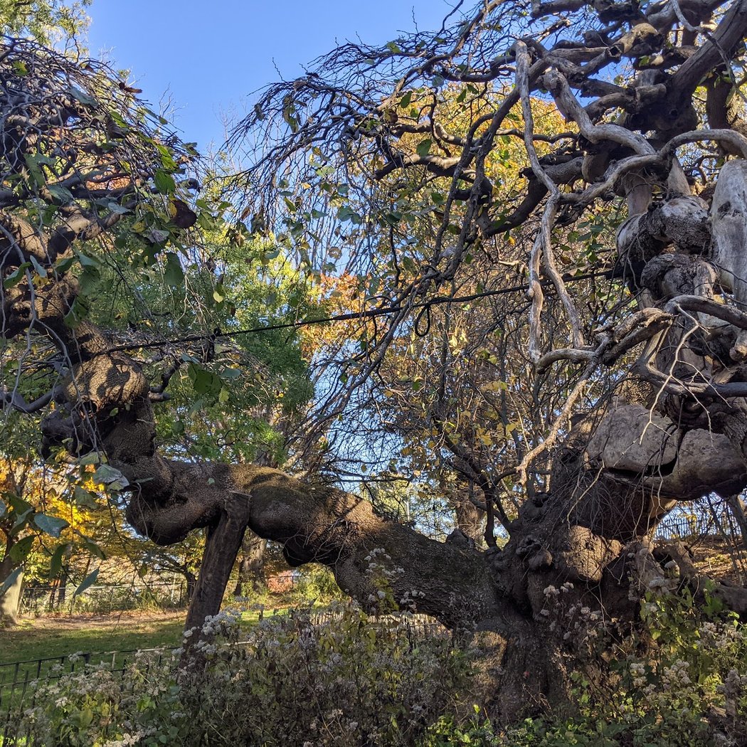 Camperdown Elm 3