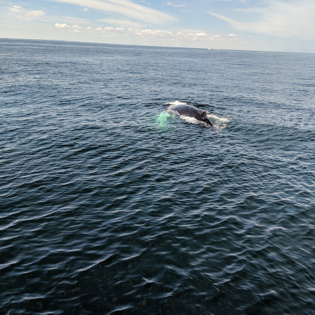 Gerry E. Studds/Stellwagen Bank National Marine Sanctuary 3