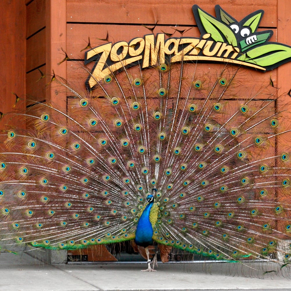 Zoomazium 3
