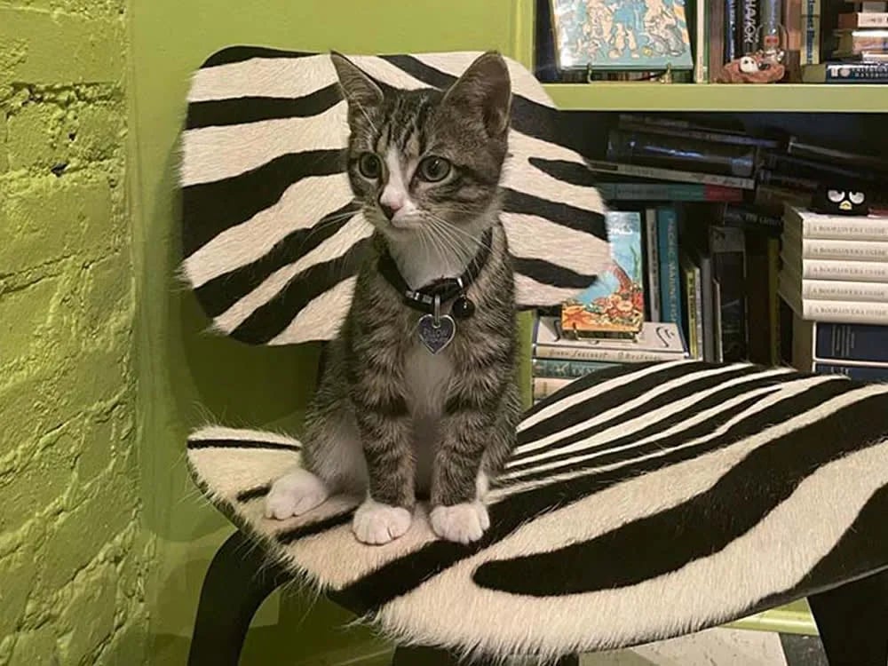 Pillow-Cat Books 3