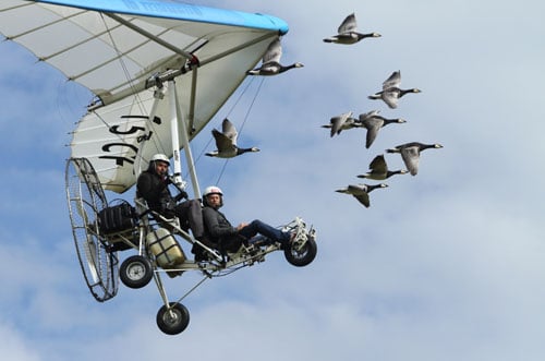 Fly with Birds 2