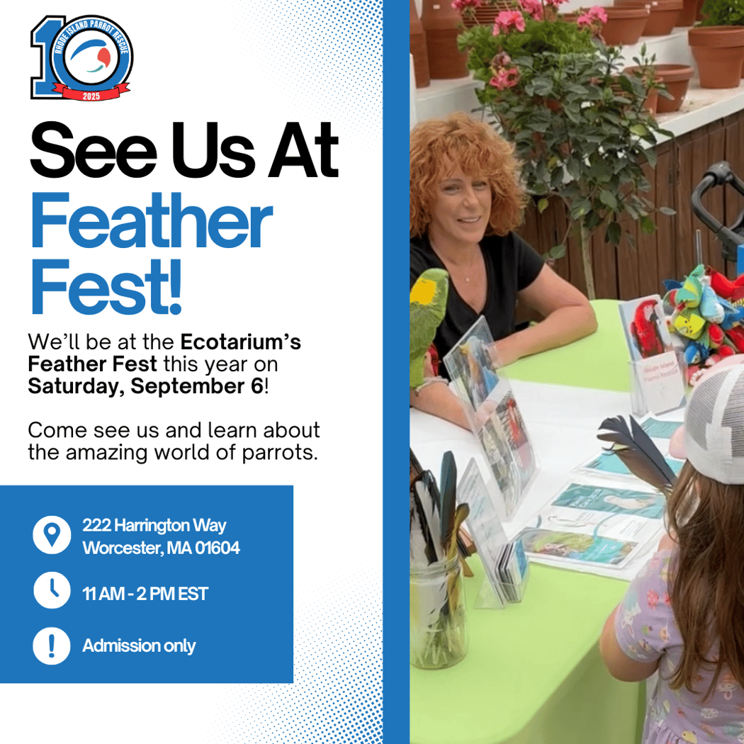 Feather Fest 1