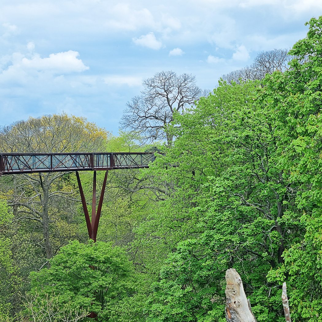 Treetop Walkway 4