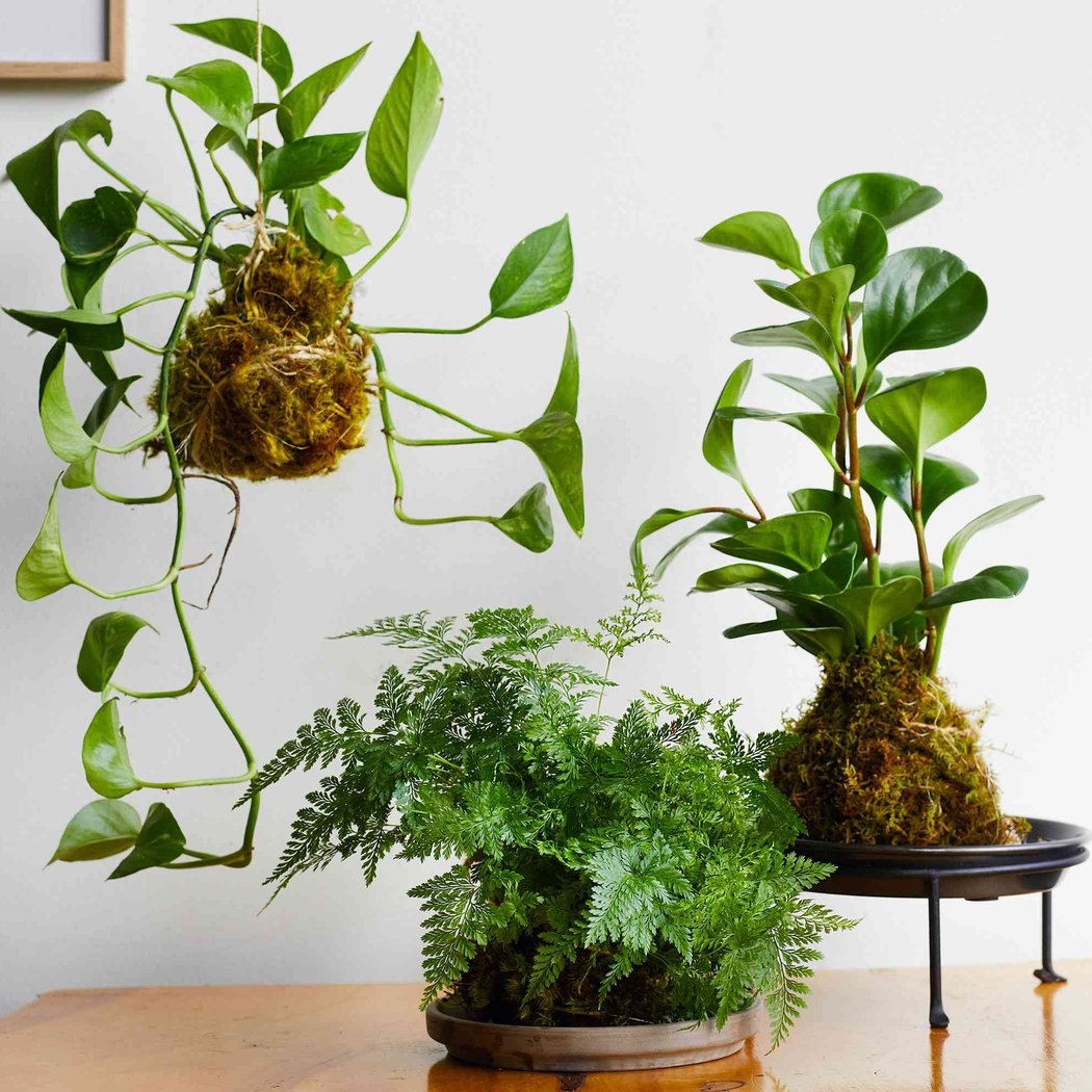 Atelier Kokedama 3