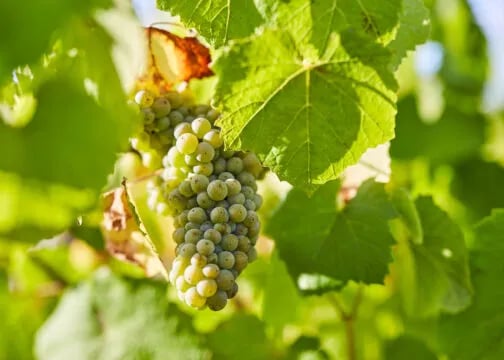 Circuit Les Vignes 3