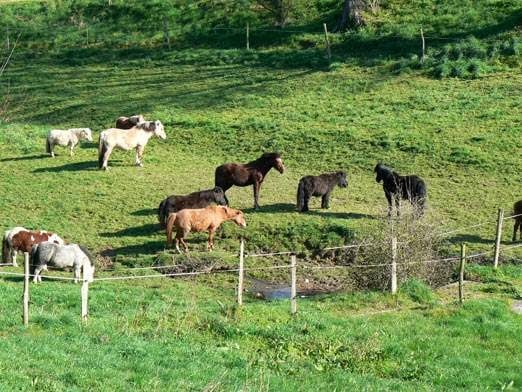 Explorateurs en herbe 1