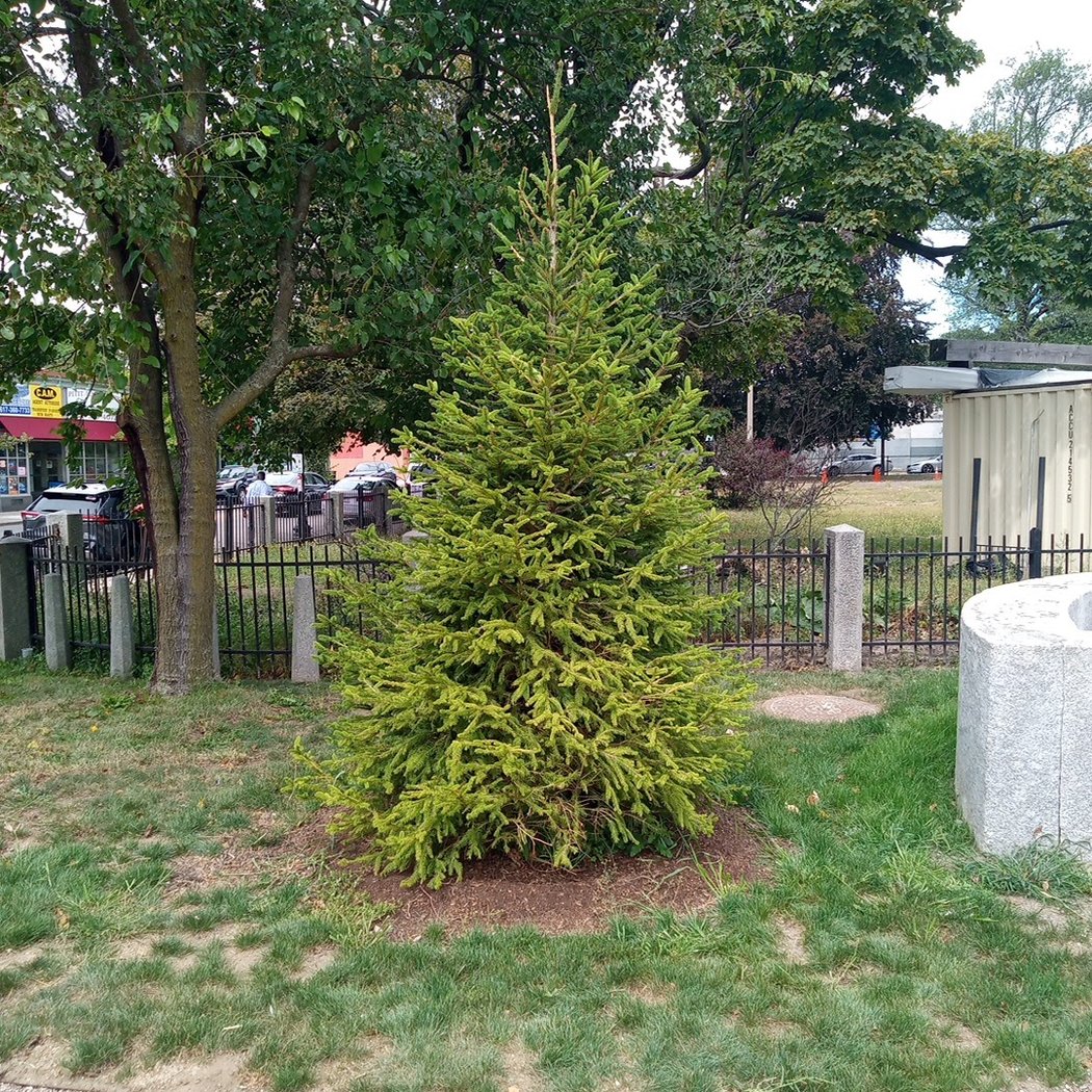 Codman Square Park 3