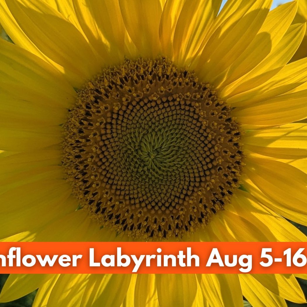 Sunflower Labyrinth 1