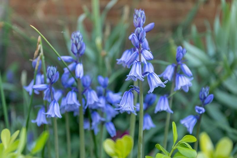 Fall Plant & Garden Sale 1