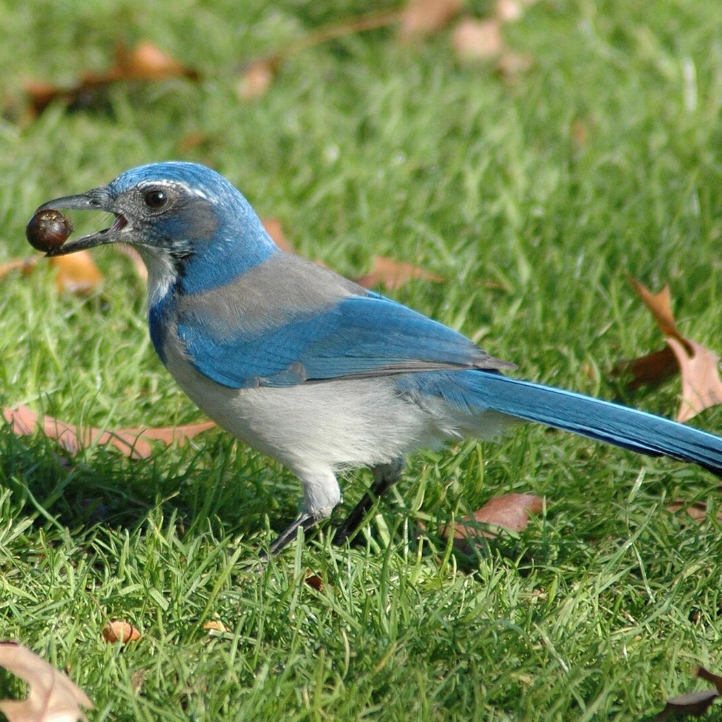 Intro to Birding 3