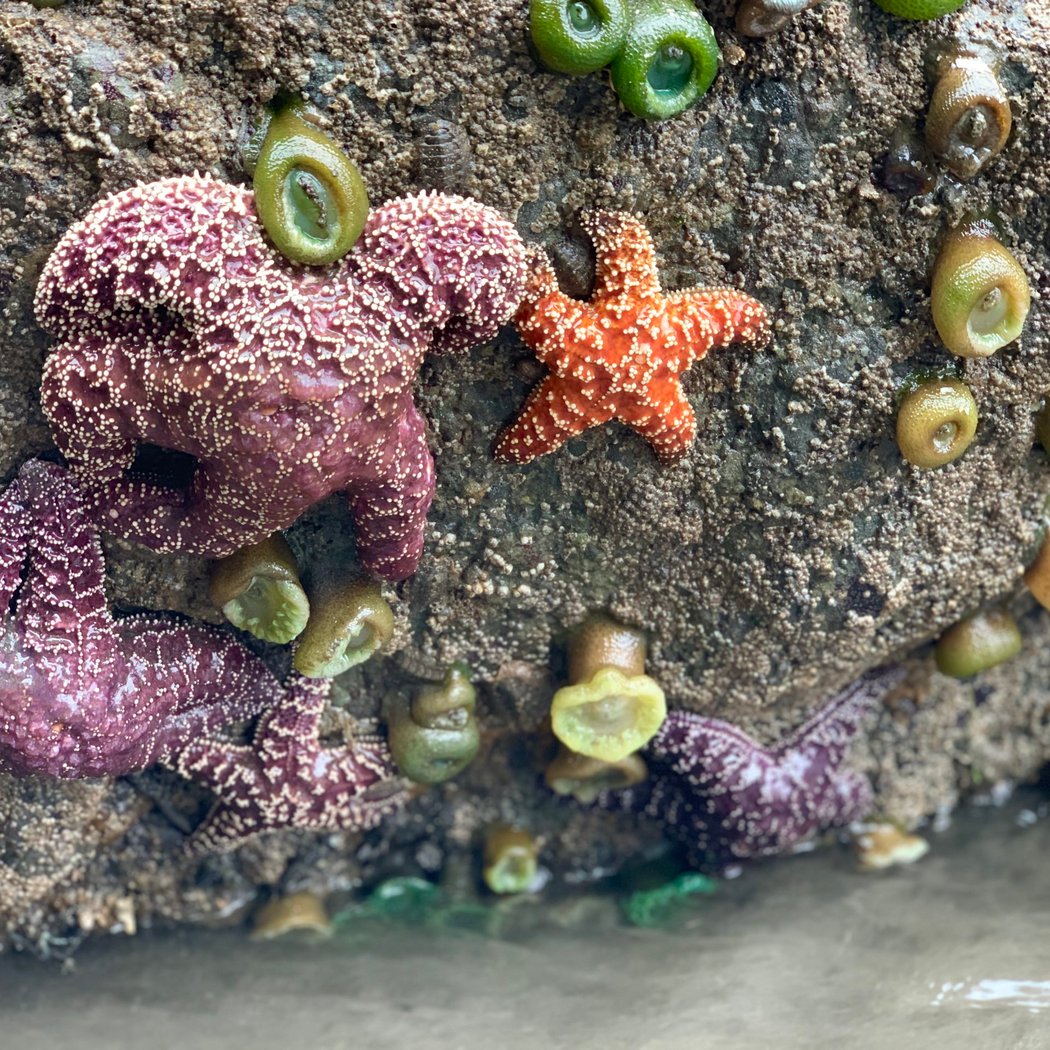 Summer Tidepool Bioblitz 2