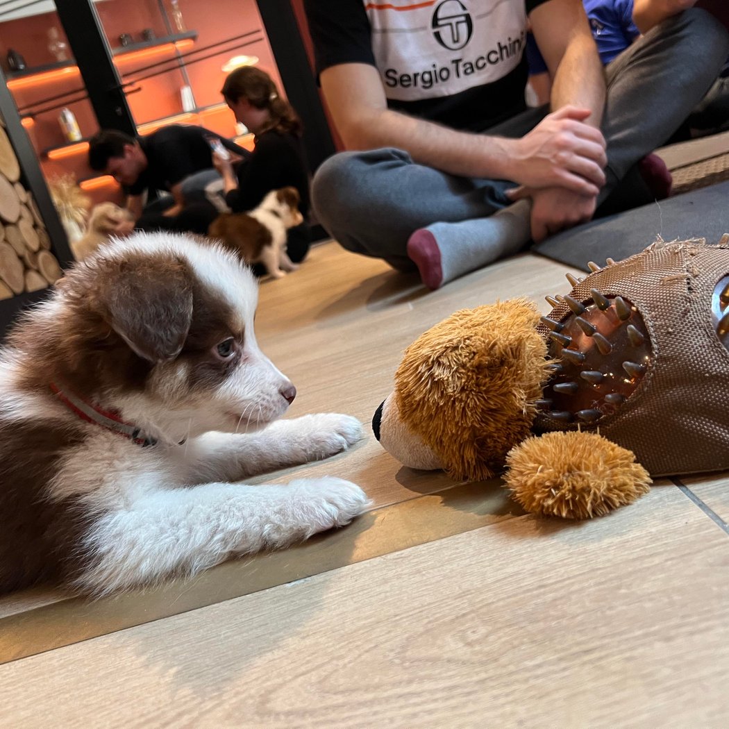 Puppy Yoga with Nicole Provenzano 1